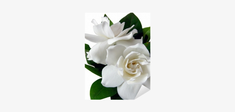 Gardenia's Isolated On White Background Sticker • Pixers® - Gardenia, transparent png download