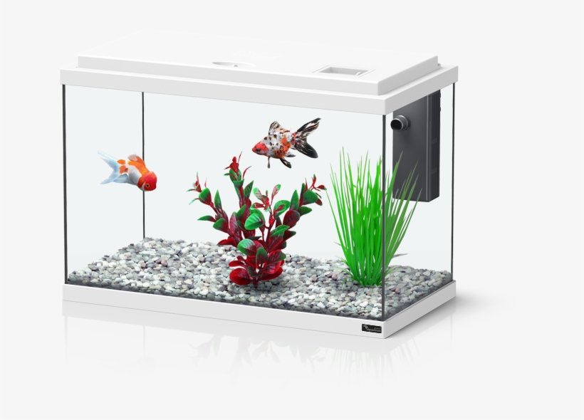 Funny Fish - 30l Akvarijs, transparent png download