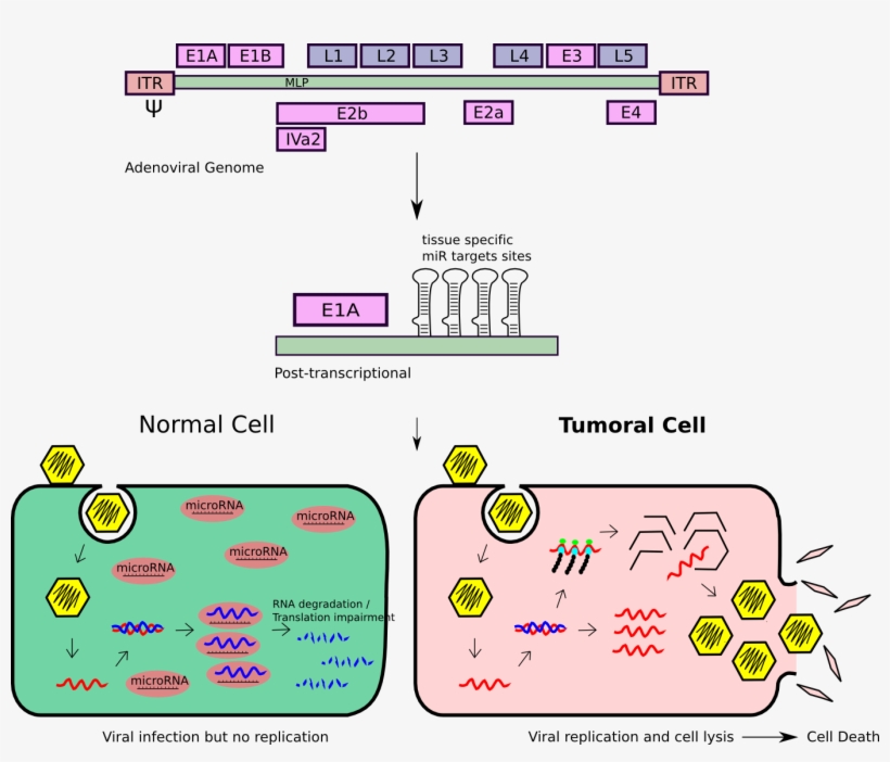 Oncolytic Adenovirus Controlled By Microrna Response - E1a E1b Adenovirus, transparent png download