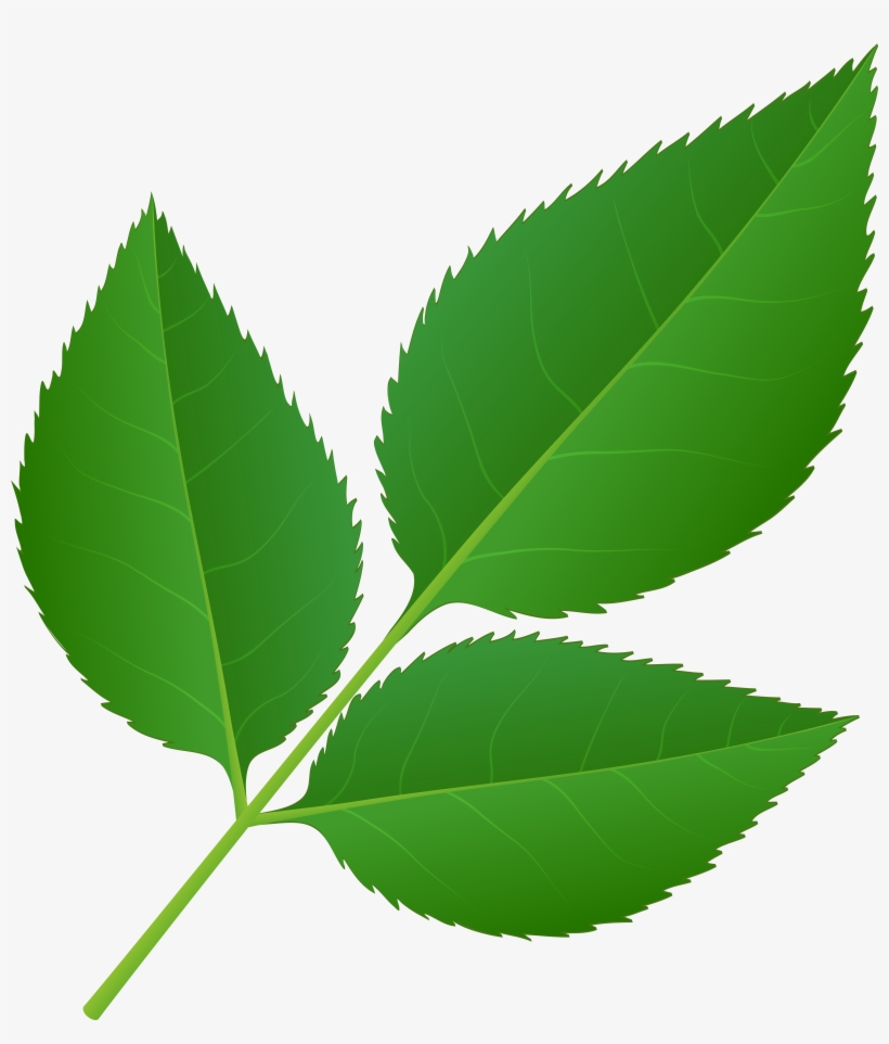 Leaves Of Rose Stem Transparent Png Clip Art Imageu200b, transparent png download