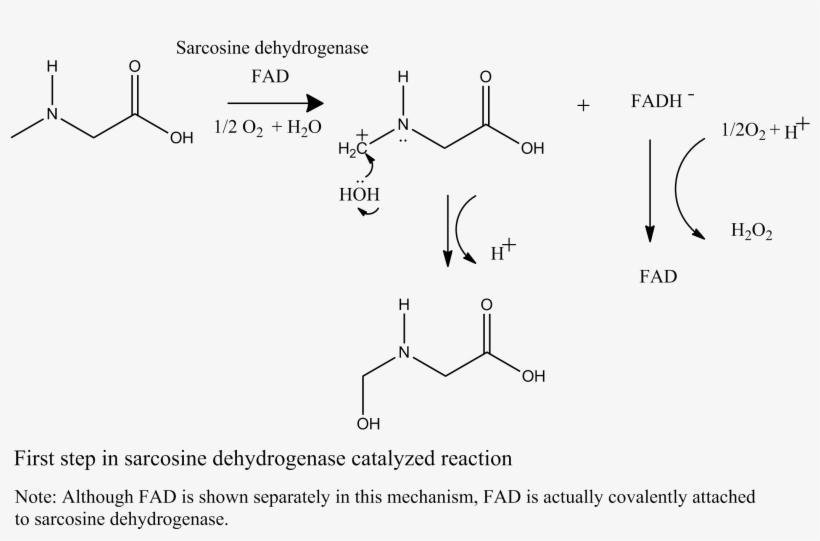 Mechanism 1st Step - Diagram, transparent png download