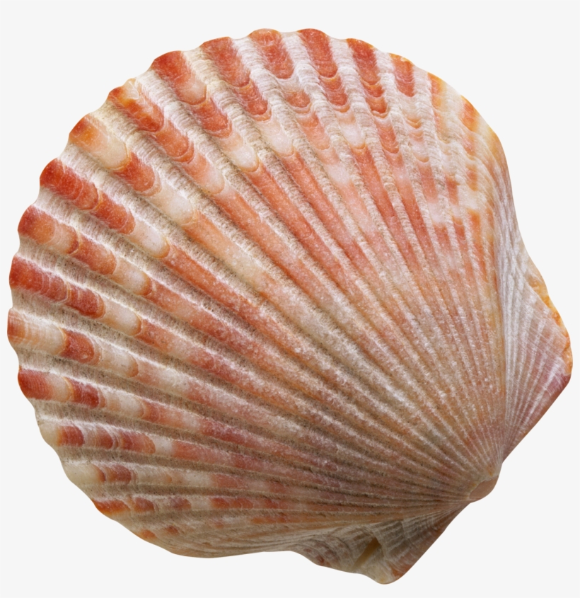 کتاب زندگی برازنده من, transparent png download