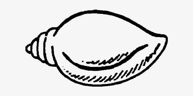 Indian Election Symbol Conch - Biju Janata Dal Party Symbol, transparent png download