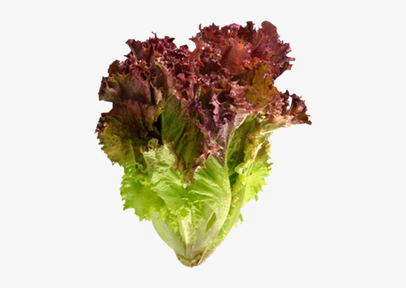 Red Leaf Lettuce- Organic - Red Lettuce, transparent png download
