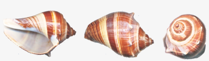 Conch Png - Portable Network Graphics, transparent png download