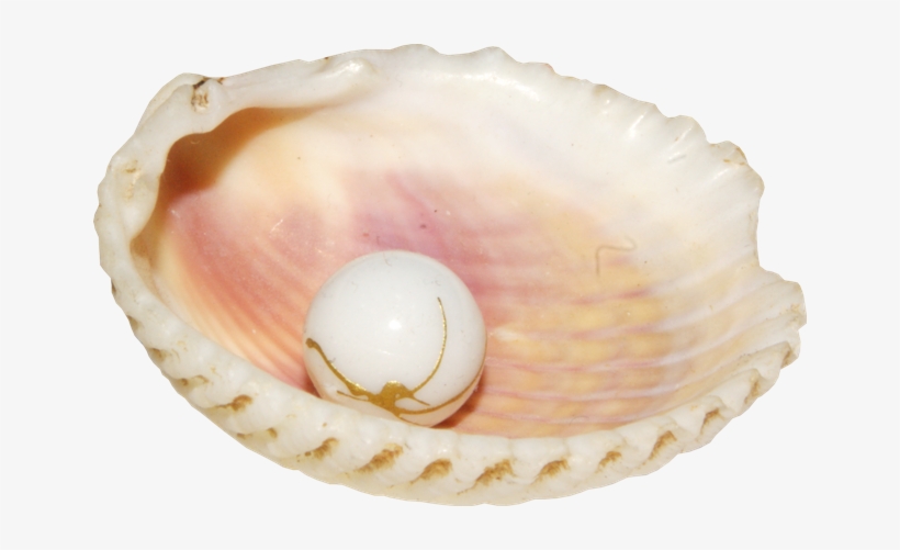 Conch Png - Pearl Shell Png, transparent png download