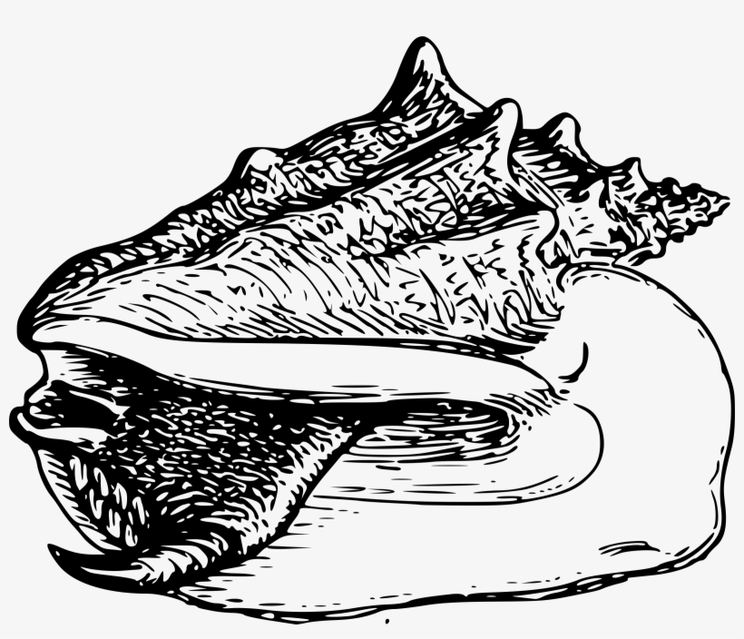 This Free Icons Png Design Of Conch 2, transparent png download