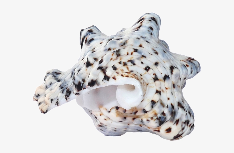 Seashell, transparent png download