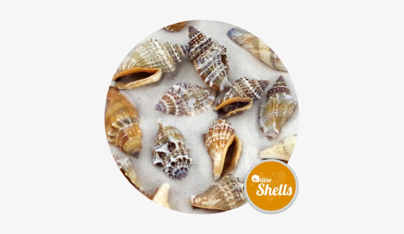 Bear Conch Medium - Bear, transparent png download