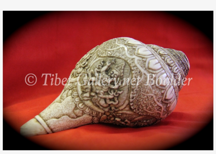 Conch Shell - Conch, transparent png download