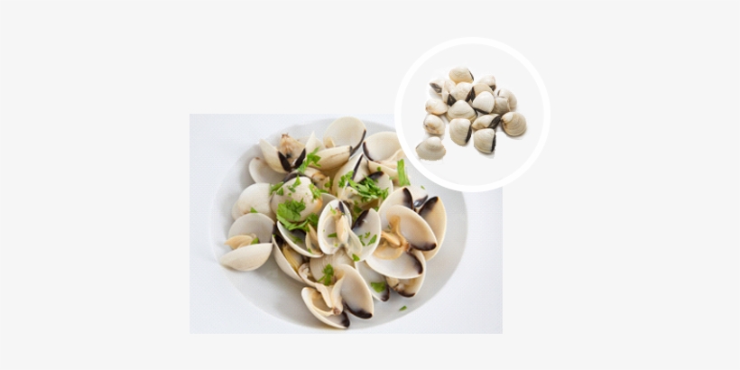 Conch - Hard Clam, transparent png download