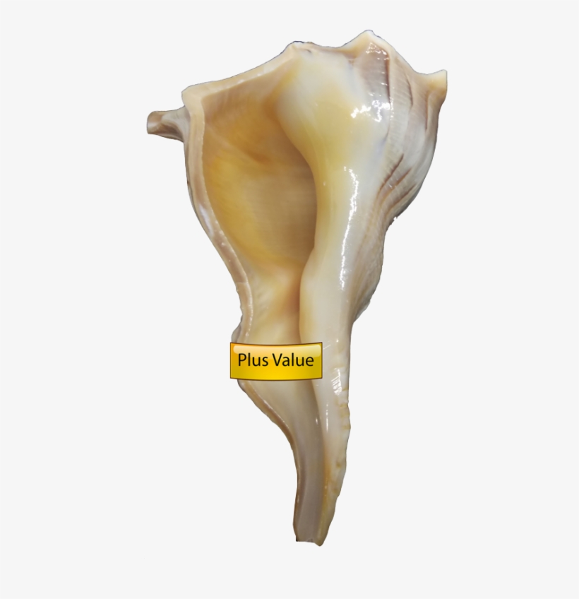 Valampuri Right Hand Conch Shell Dakshinavarti Shankh - Dakshinavarti Shankh, transparent png download