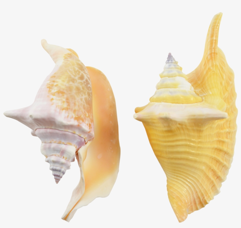 Rooster Conch Decorative Shell Seashells 4-6", transparent png download