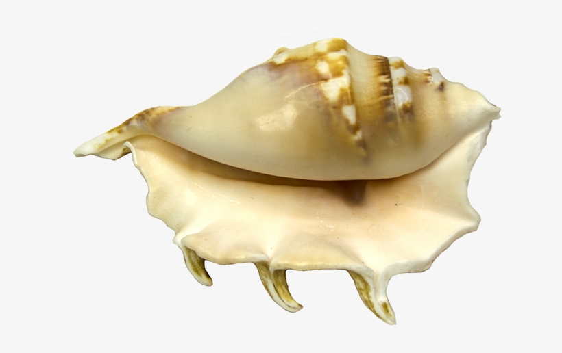 Conch, transparent png download