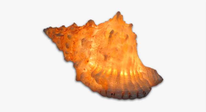 Conch, transparent png download