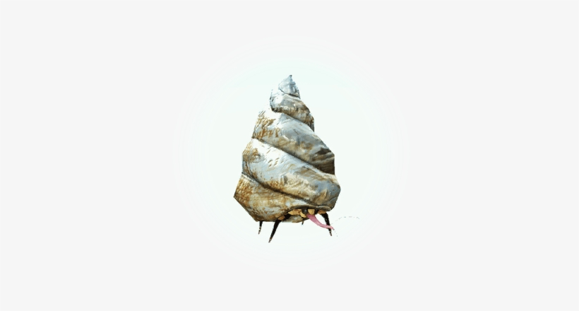 Conch-parasitic Bee - Tall Ship, transparent png download