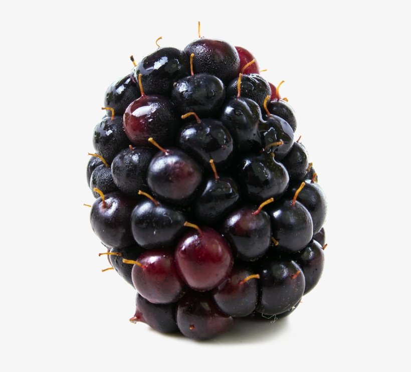 Boysenberries Hd, transparent png download