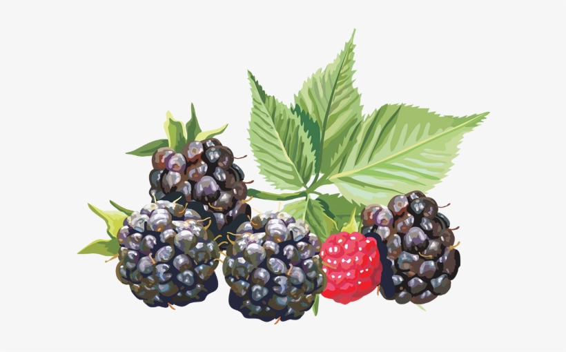 Blackberries Png Download - Amora Png, transparent png download