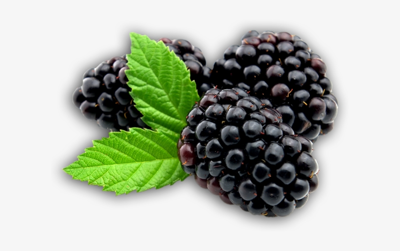 Iphone - Biofinest Mulberry Juice Powder - 100% Pure Freeze-dried, transparent png download