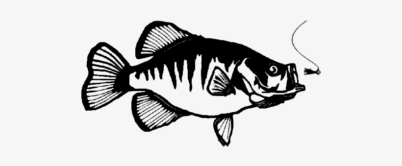 Big Fish Race - Ray-finned Fish, transparent png download