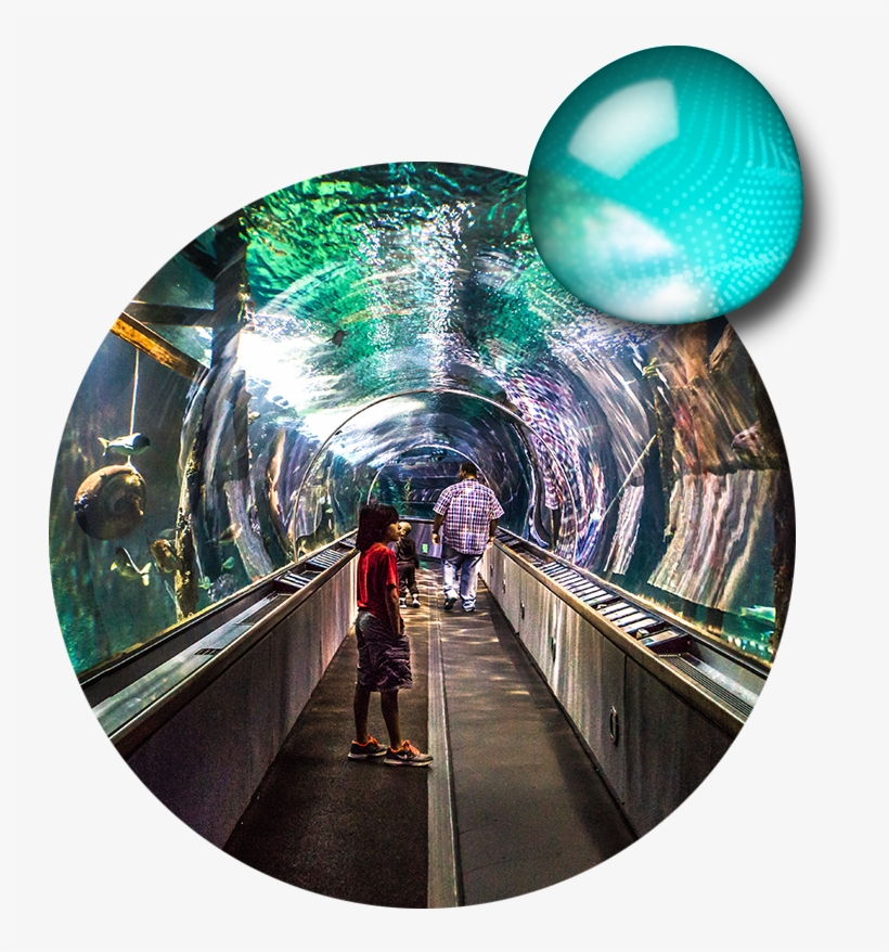 623-5300 - Aquarium Of The Bay, transparent png download