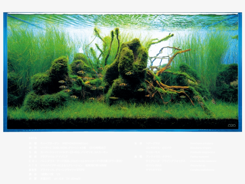 Nature Aquarium - Freshwater Aquarium, transparent png download