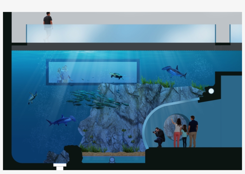 Baja Tank - Point Defiance Zoo New Aquarium Opening, transparent png download