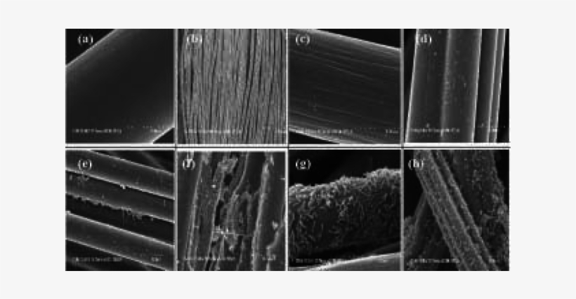 Sem Image Of New Graphite Fiber (×15 - Monochrome, transparent png download