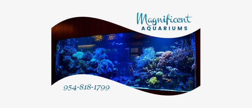 Luxury Aquarium - Florida, transparent png download