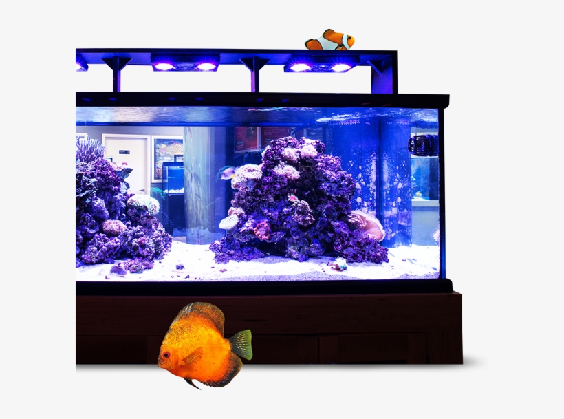 Image Module - Aquarium Lighting, transparent png download