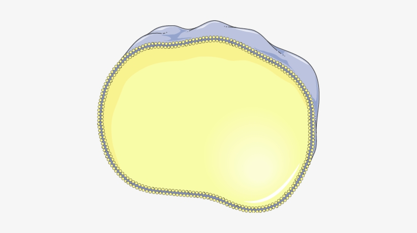 Download The Image - Circle, transparent png download