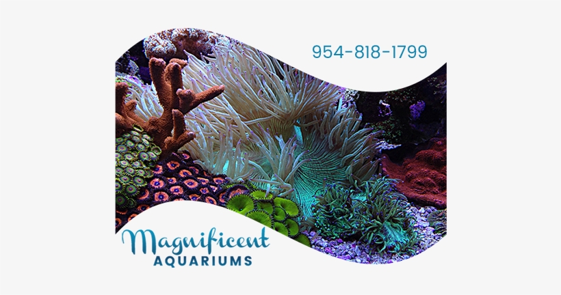 Fish Tank Service - Aquarium, transparent png download