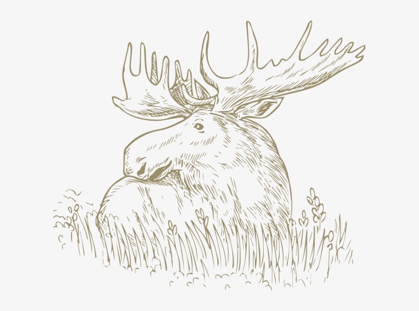 Wedding Videographer Newcastle - Black And White Moose, transparent png download