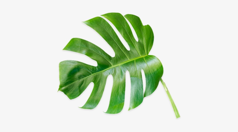 Datalogic Promotions - Gambel Oak, transparent png download