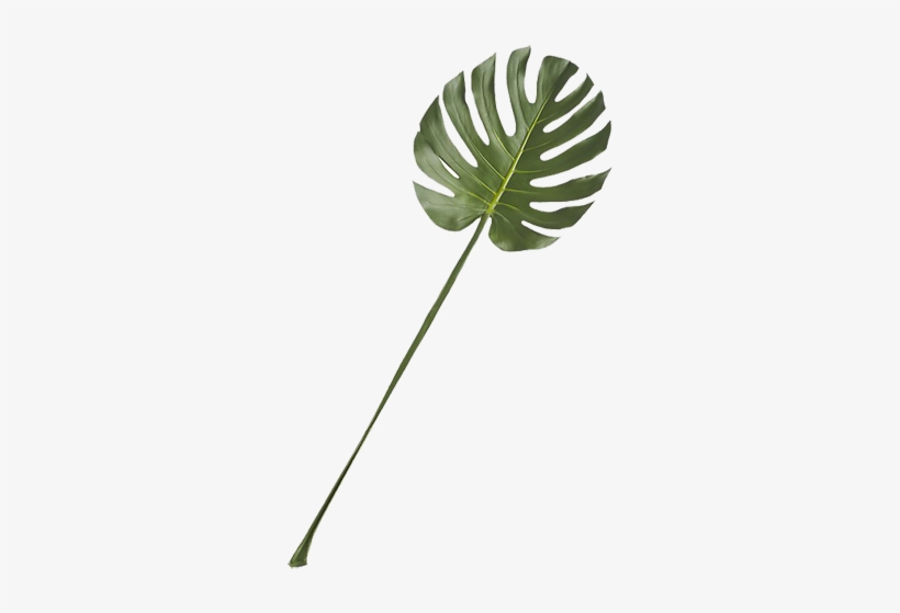 Cb2, transparent png download