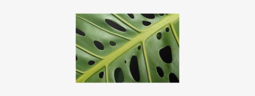 Monstera Deliciosa, transparent png download