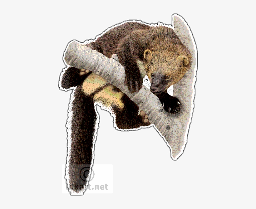 Fisher Art Decal - Fisher Animal Png, transparent png download
