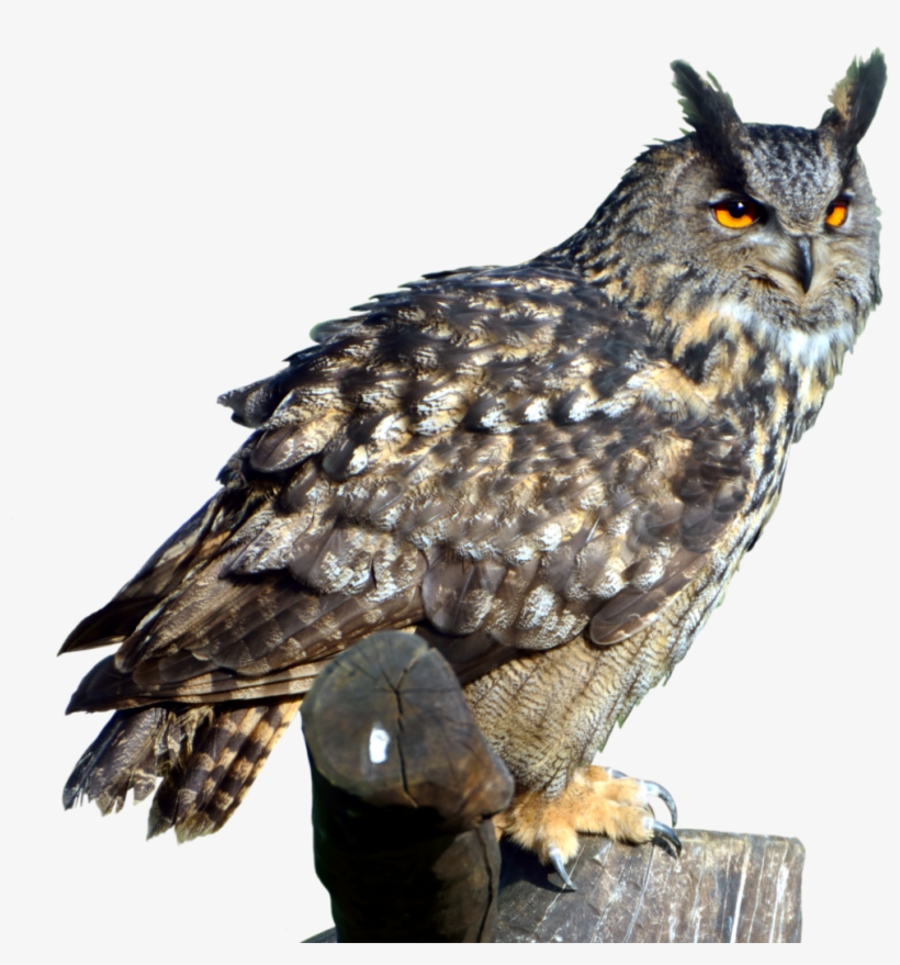 Great Horned Owl Png, transparent png download