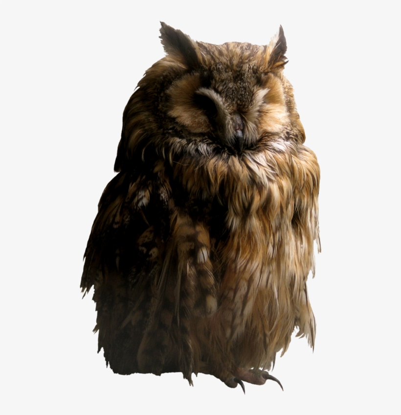 Owl Png - Transparent Background Owl Png, transparent png download