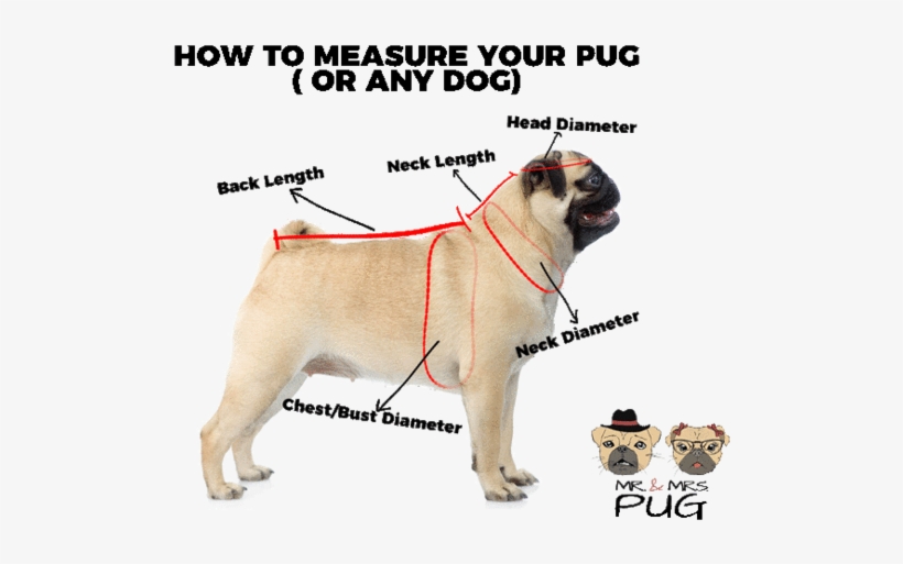 Dog, transparent png download