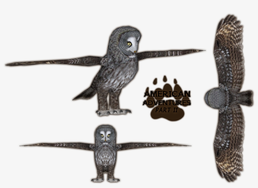 Great Grey Owl, transparent png download