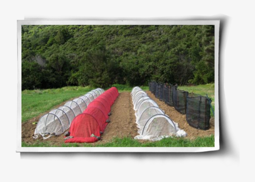 Row Covers - Protect Plants From The Sun, transparent png download