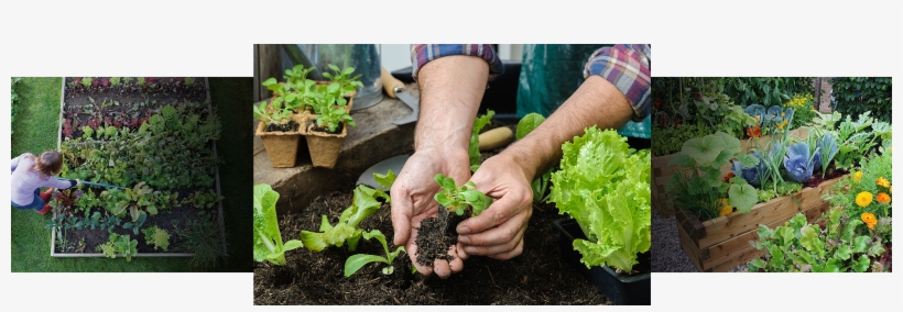 Thinking Of Building A Vegetable Garden Growing Your - Book Of Kale: The Easy-to-grow Superfood (paperback), transparent png download