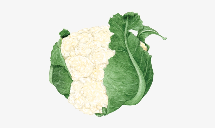 Cauliflower - Art, transparent png download