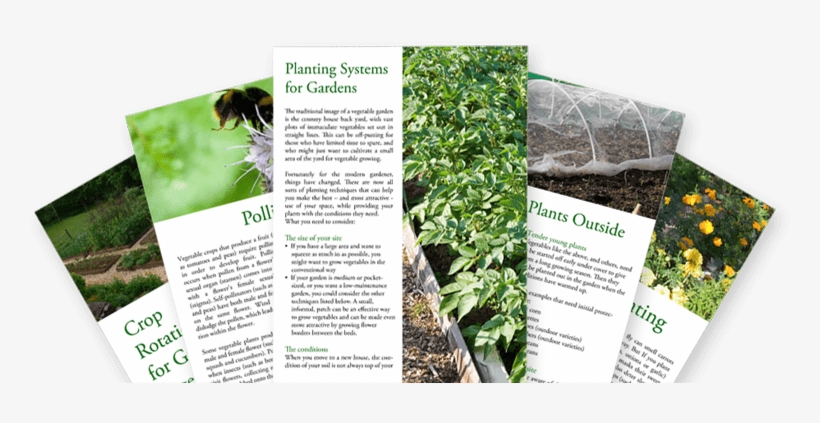 Veggie Gardening Guides And Tips - Gardening, transparent png download