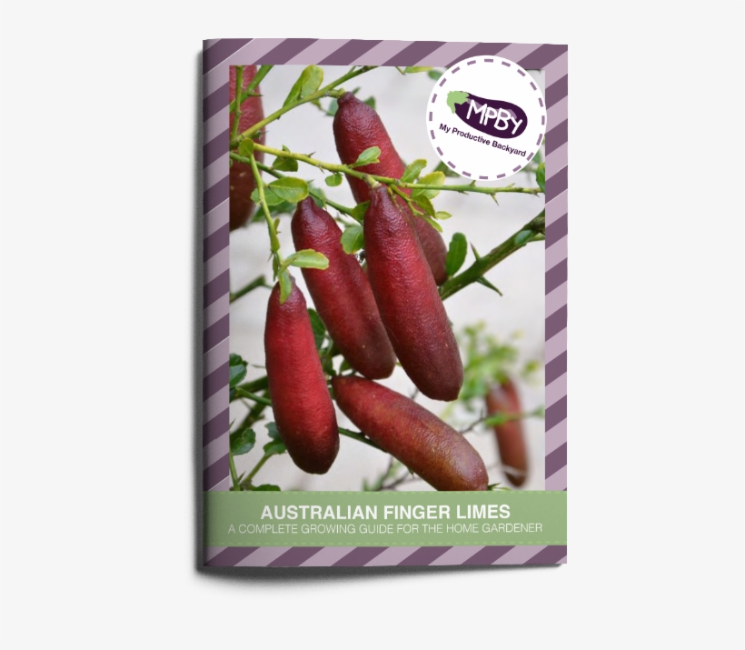Australian Finger Limes A Complete Growing Guide For - Ảnh Chanh Ngón Tay, transparent png download
