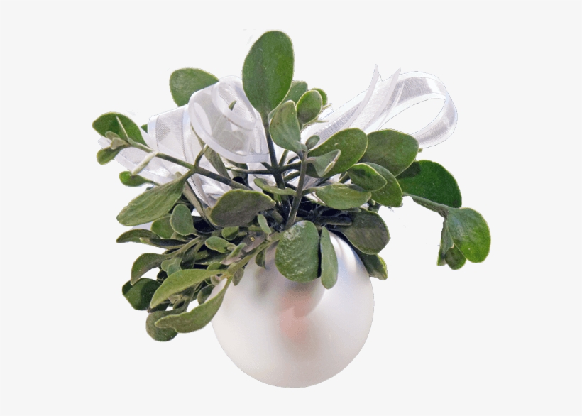 Real Mistletoe Png Download - Mistletoe, transparent png download