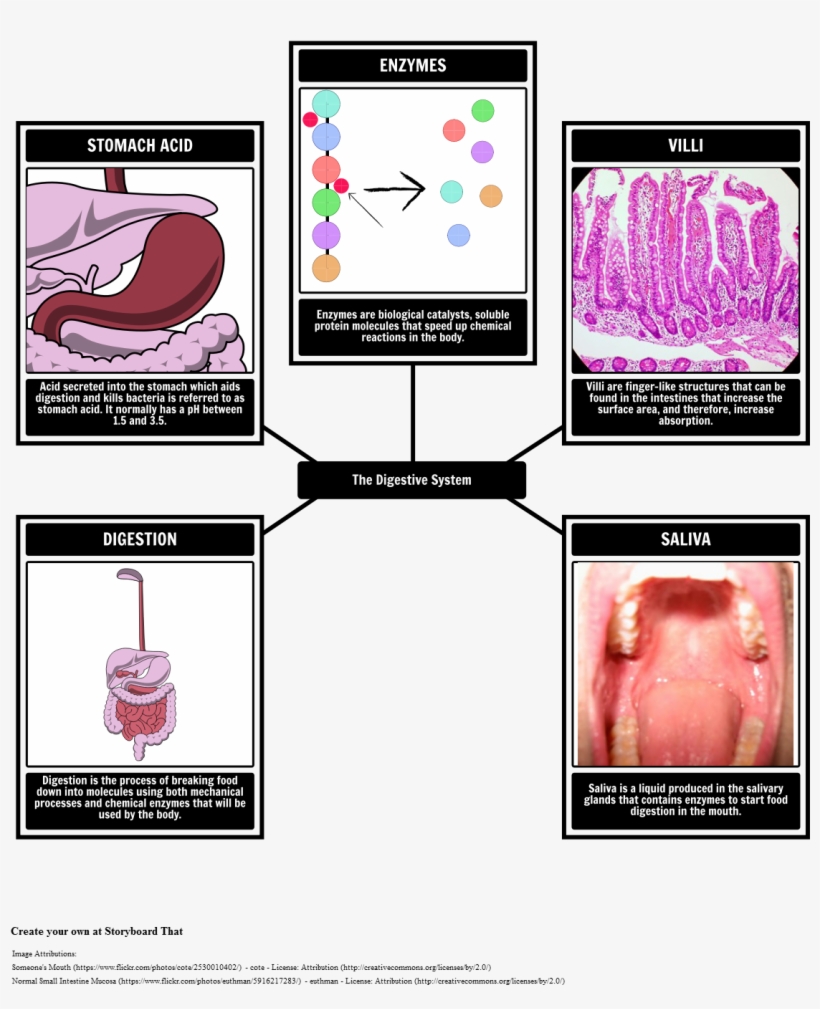 Digestive System Vocabulary - Catalizadores En La Digestion, transparent png download