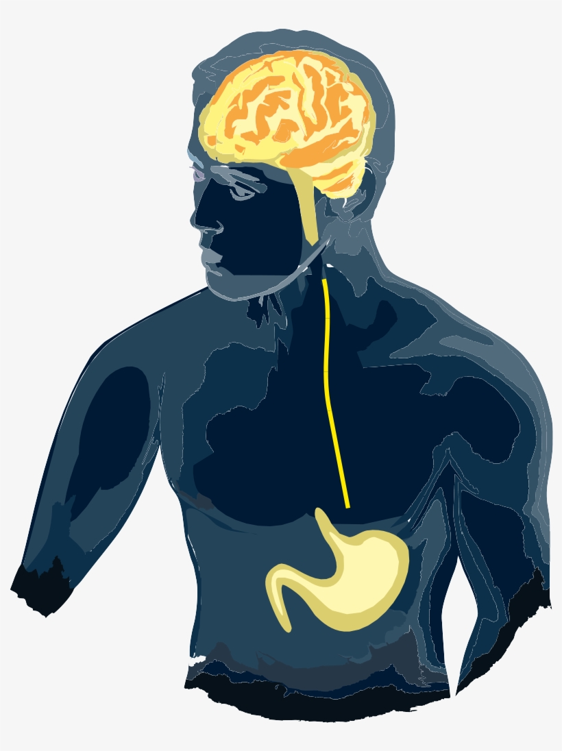Our Lab's Primary Research Focus Is The Neurobiology - Brain Gut Irritable Bowel Syndrome, transparent png download