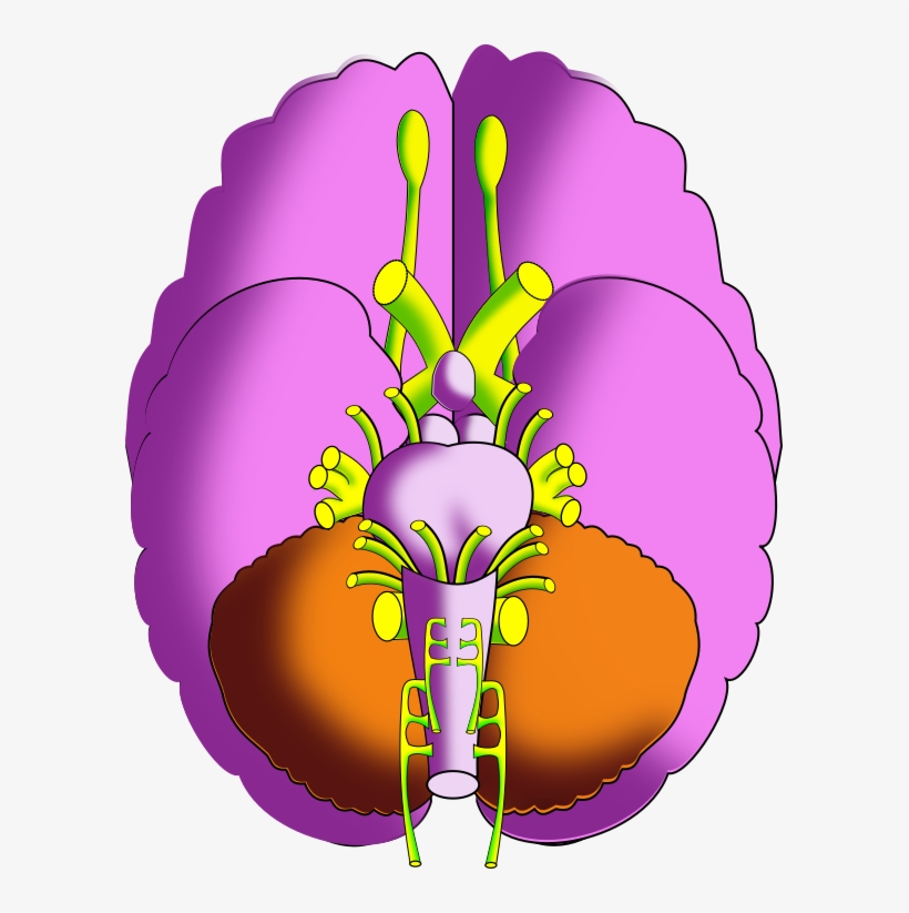 Ch13 Brain Inferior - Visual Perception, transparent png download